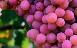 A szőlőmagkivonat hatásai 