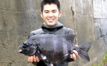 Átcsónakázott öt hal Japánból Amerikába