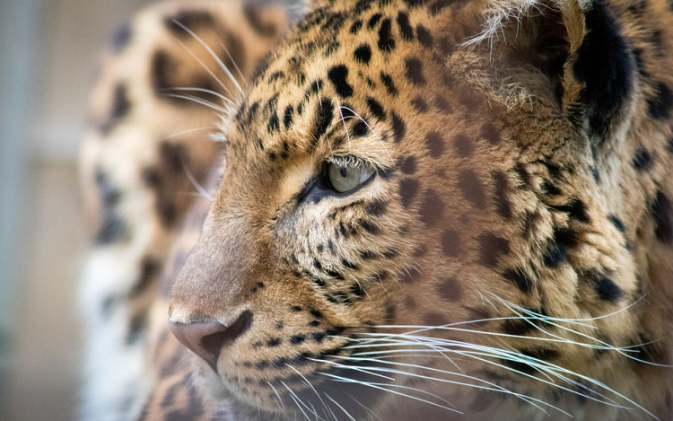 Egy hétig titkolta három leopárdjának megszökését egy szafaripark