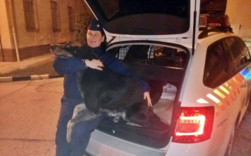 Rendőrségen jelentkezett az elkóborolt kutya