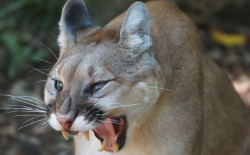 Egy puma karmai közül mentette meg kisfiát egy anya Kaliforniában