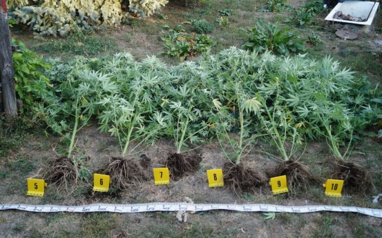 Otthonában termesztette a cannabist