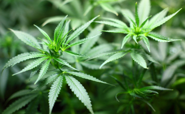 Egymás szomszédságában termesztett kannabiszt egy testvérpár Nógrádban