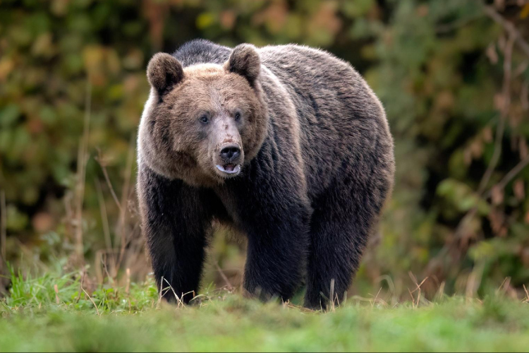 Kevesebbet alszanak a medvék a szlovák hegyekben az enyhe tél miatt